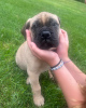 Photo №1. bullmastiff - à vendre en ville de Berlin | négocié | Annonce №119978