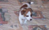 Photo №1. jack russell terrier - à vendre en ville de Marseille | négocié | Annonce №97011