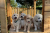 Photo №1. golden retriever - à vendre en ville de Штутгарт | négocié | Annonce №42354