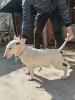 Photo №3. Chiots Bull Terrier à vendre. Serbie