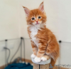 Photo №1. maine coon - à vendre en ville de Zürich | 250€ | Annonce № 121325