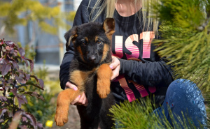 Photos supplémentaires: fille, berger allemand, avec un paquet complet de documents KSU, incomplète 2