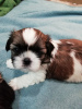 Photo №4. Je vais vendre lhassa apso, shih tzu en ville de Pärnu. annonce privée, de l'abri, éleveur - prix - 550€