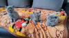 Photo №1. british shorthair - à vendre en ville de Штутгарт | 650€ | Annonce № 111867