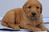 Photo №1. golden retriever - à vendre en ville de Бохум | 550€ | Annonce №127119