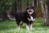 Photo №2 de l'annonce № 92772 de la vente chien bâtard - acheter à Fédération de Russie annonce privée