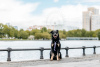 Photo №4. Je vais vendre chien bâtard en ville de Москва. de l'abri - prix - Gratuit