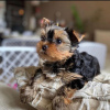 Photo №4. Je vais vendre yorkshire terrier en ville de Los Angeles. éleveur - prix - 379€