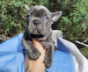 Photo №1. bouledogue - à vendre en ville de Berlin | 379€ | Annonce №56592