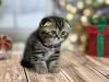 Photo №1. scottish fold - à vendre en ville de New york | 265€ | Annonce № 100497