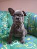 Photo №1. bouledogue - à vendre en ville de Ostrava | Gratuit | Annonce №83173