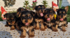 Photo №1. yorkshire terrier - à vendre en ville de Loznica | négocié | Annonce №109708