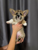 Photo №4. Je vais vendre welsh corgi en ville de Varsovie. annonce privée - prix - Gratuit