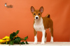 Photo №4. Je vais vendre basenji en ville de Bobruisk. de la fourrière - prix - négocié