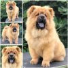 Photos supplémentaires: Chow Chow, de beaux chiots