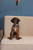 Photo №1. chien de rhodésie à crête dorsale - à vendre en ville de Minsk | 1015€ | Annonce №18595