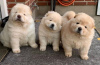 Photo №1. chow-chow - à vendre en ville de Paris | négocié | Annonce №76031