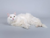 Photos supplémentaires: Le chat blanc comme neige Nikita est entre de bonnes mains.