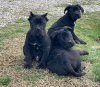 Photo №2 de l'annonce № 37744 de la vente cane corso - acheter à Serbie éleveur