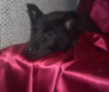 Photo №2 de l'annonce № 9264 de la vente chien bâtard - acheter à Fédération de Russie de l'abri