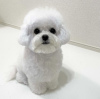 Photo №1. bichon à poil frisé - à vendre en ville de Reykjavík | négocié | Annonce №97414