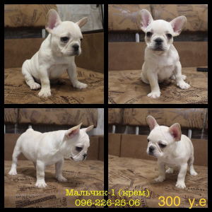 Photo №4. Je vais vendre bouledogue en ville de Zaporijia. annonce privée - prix - 269€