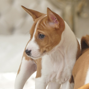 Photo №2 de l'annonce № 5808 de la vente basenji - acheter à Fédération de Russie annonce privée