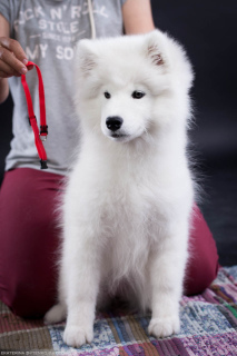 Photos supplémentaires: Samoyed. Élevage de filles