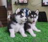 Photo №1. husky de sibérie - à vendre en ville de Eschborn | Gratuit | Annonce №85086