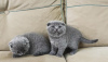 Photo №1. scottish fold - à vendre en ville de Ankara | 237€ | Annonce № 121851