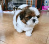 Photo №1. shih tzu - à vendre en ville de Sydney | négocié | Annonce №71716