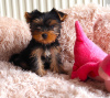 Photo №1. yorkshire terrier - à vendre en ville de Ołomuniec | 450€ | Annonce №123696