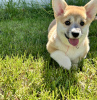 Photos supplémentaires: Chiots Welsh Corgi Pembroke