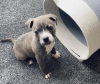 Photo №1. staffordshire bull terrier - à vendre en ville de Berlin | 350€ | Annonce №116809