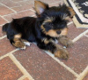 Photo №3. Adorable, amical et ludique classique, pur yorkshire terrier. Uniquement pour. USA