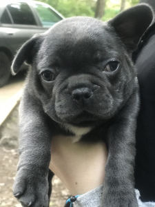 Photo №1. bouledogue - à vendre en ville de Moscou | Négocié | Annonce №2349