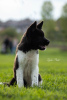 Photos supplémentaires: Chiots Akita américains