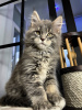 Photo №2 de l'annonce № 97763 de la vente maine coon - acheter à Allemagne annonce privée