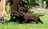 Photos supplémentaires: Chiots labrador retriever