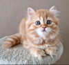 Photo №1. scottish fold - à vendre en ville de Perm | 246€ | Annonce № 103691