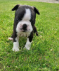 Photo №3. Adorables chiots Boston Terrier en adoption gratuite. Allemagne