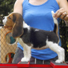 Photo №3. Magnifiques chiots Beagle. (Homme et Femme). Allemagne