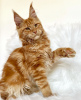 Photo №1. maine coon - à vendre en ville de Colorado Springs | 284€ | Annonce № 103254