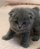 Photos supplémentaires: Superbes chatons Scottish Fold de race GCCF