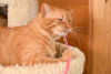 Photos supplémentaires: Le magnifique chat Orange est prêt à devenir votre rayon de soleil personnel.