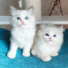 Photo №1. ragdoll - à vendre en ville de Sofia | négocié | Annonce № 97216