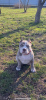 Photo №1. american bully - à vendre en ville de Чехтице | 2839€ | Annonce №94260