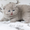 Photo №1. british shorthair - à vendre en ville de Berlin | 400€ | Annonce № 101742