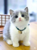 Photo №3. Chatons British Shorthair Business WhatsApp 37256062792. La finlande