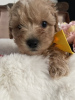 Photos supplémentaires: Chiot Maltipoo